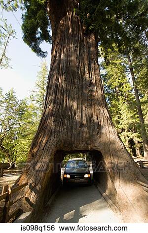 Stock Photograph - Car driving through a tree. Fotosearch