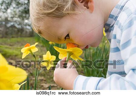Child smelling daffodil View Large Photo Image Stock Image - Child smelling daffodil. Fotosearch