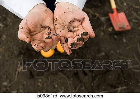 Child with worms in hands View Large Photo Image Stock Image - Child with worms in hands. Fotosearch