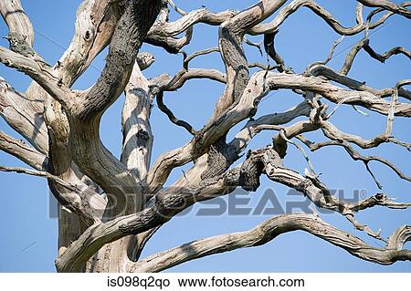Dead tree View Large Photo Image Picture - Dead tree. Fotosearch