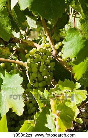 Grapes View Large Photo Image Stock Photograph - Grapes. Fotosearch