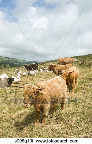 Highland cows View Large Photo Image Stock Image - Highland cows. Fotosearch