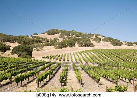 Napa valley vineyard View Large Photo Image Stock Photo - Napa valley vineyard. Fotosearch