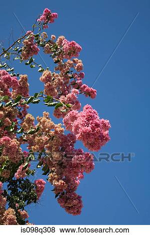 Pink flowers View Large Photo Image Stock Photo - Pink flowers. Fotosearch