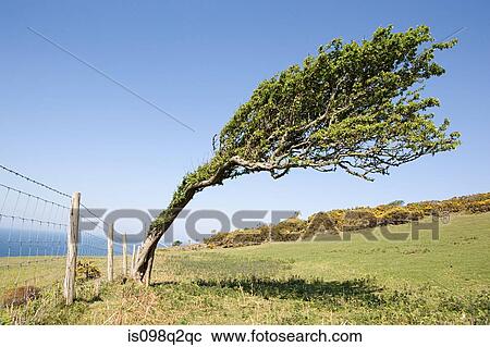 Tree leaning over View Large Photo Image Stock Image - Tree leaning over. Fotosearch