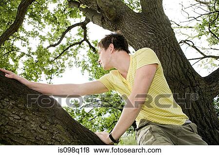 Young man in a tree View Large Photo Image Stock Photo - Young man in a tree. Fotosearch