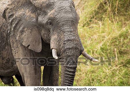 Stock Photography - African elephant. Fotosearch