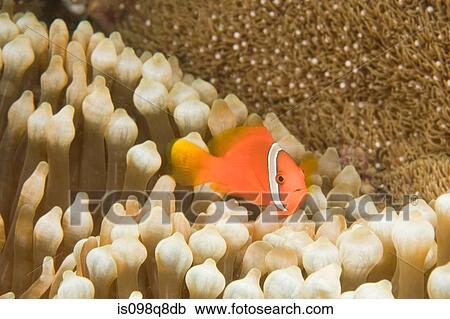 Anemonefish and sea anemone View Large Photo Image Stock Image - Anemonefish and sea anemone. Fotosearch