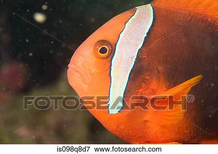 Stock Photo - Anemonefish. Fotosearch