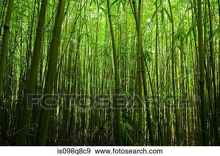 Stock Photo - Bamboo plants. Fotosearch