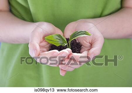 Child holding a plant View Large Photo Image Stock Image - Child holding a plant. Fotosearch