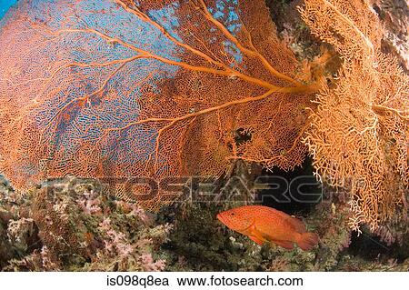 Coral grouper View Large Photo Image Stock Image - Coral grouper. Fotosearch