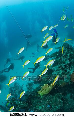 Fish and scuba divers View Large Photo Image Stock Image - Fish and scuba divers. Fotosearch