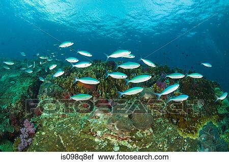 Fish at richelieu rock View Large Photo Image Stock Image - Fish at richelieu rock. Fotosearch