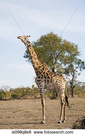 Giraffe View Large Photo Image Stock Photograph - Giraffe. Fotosearch