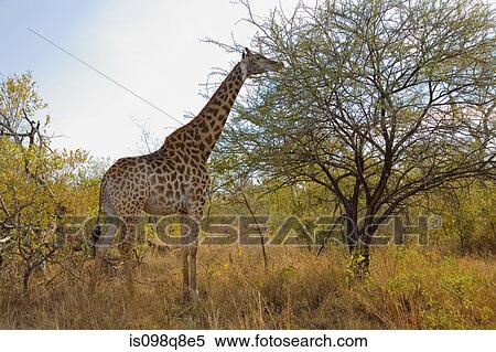 Giraffe View Large Photo Image Stock Photography - Giraffe. Fotosearch