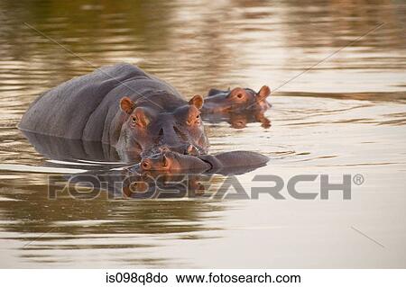 Hippos in water View Large Photo Image Picture - Hippos in water. Fotosearch