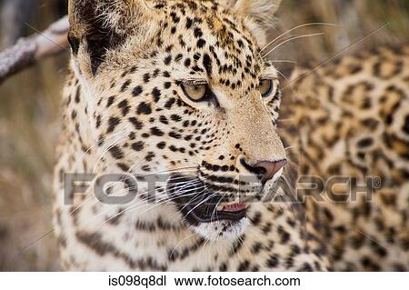 Leopard View Large Photo Image Stock Image - Leopard. Fotosearch