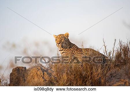 Leopard View Large Photo Image Stock Photo - Leopard. Fotosearch