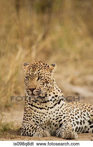 Stock Photograph - Leopard. Fotosearch