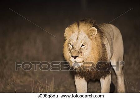 Lion View Large Photo Image Stock Photograph - Lion. Fotosearch