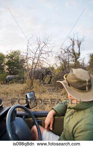 Picture - Man looking at elephants. Fotosearch