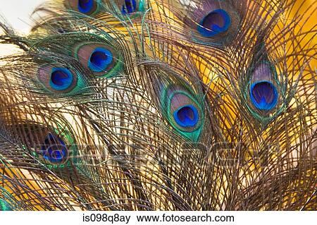 Peacock feathers View Large Photo Image Stock Photo - Peacock feathers. Fotosearch