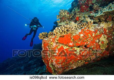 Scuba diver and coral View Large Photo Image Stock Image - Scuba diver and coral. Fotosearch