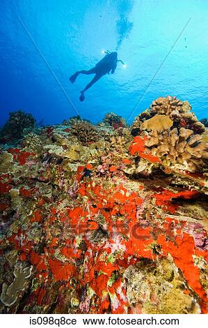 Scuba diver and coral View Large Photo Image Stock Image - Scuba diver and coral. Fotosearch