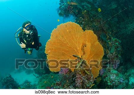Scuba diving View Large Photo Image Stock Image - Scuba diving. Fotosearch