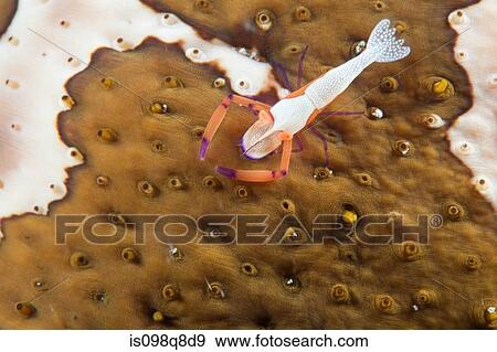 Sea life at puerto galera View Large Photo Image Stock Photo - Sea life at puerto galera. Fotosearch