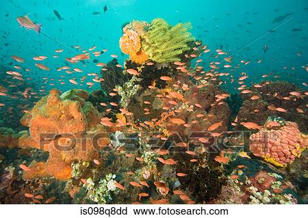Sea life at verde island View Large Photo Image Stock Image - Sea life at verde island. Fotosearch