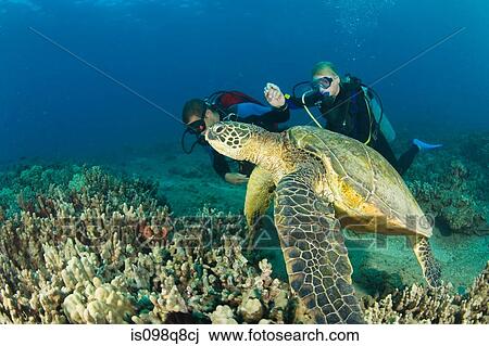 Sea turtle and divers View Large Photo Image Stock Image - Sea turtle and divers. Fotosearch