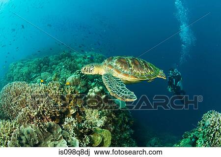 Sea turtle and scuba diver View Large Photo Image Stock Image - Sea turtle and scuba diver. Fotosearch