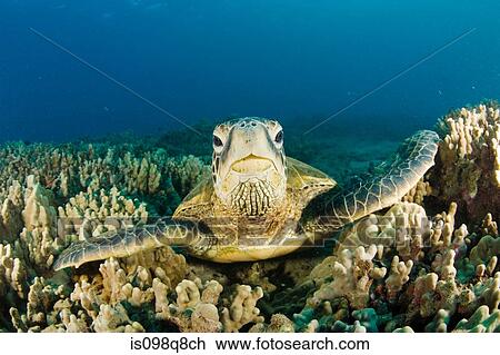 Sea turtle View Large Photo Image Stock Image - Sea turtle. Fotosearch