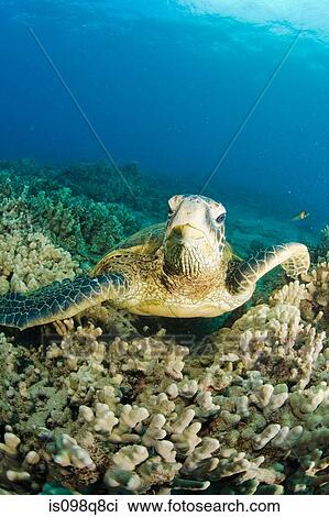 Sea turtle View Large Photo Image Stock Image - Sea turtle. Fotosearch