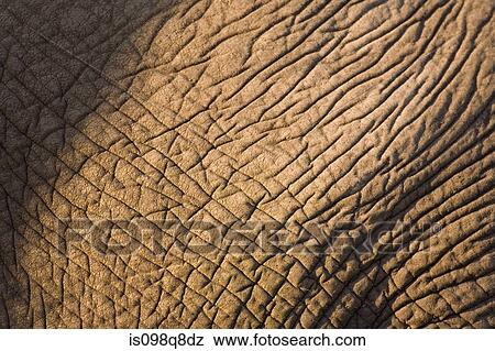Skin of african elephant View Large Photo Image Stock Photo - Skin of african elephant. Fotosearch