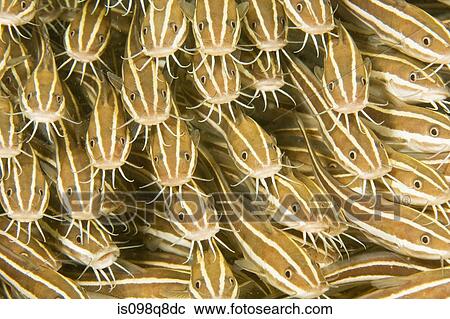 Striped catfish View Large Photo Image Stock Image - Striped catfish. Fotosearch