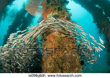 Striped catfish swimming View Large Photo Image Stock Image - Striped catfish swimming. Fotosearch
