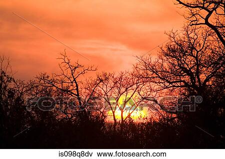 Sunrise at sabi sand reserve View Large Photo Image Stock Photo - Sunrise at sabi sand reserve. Fotosearch