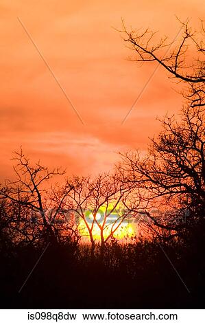 Sunrise at sabi sand reserve View Large Photo Image Stock Photo - Sunrise at sabi sand reserve. Fotosearch