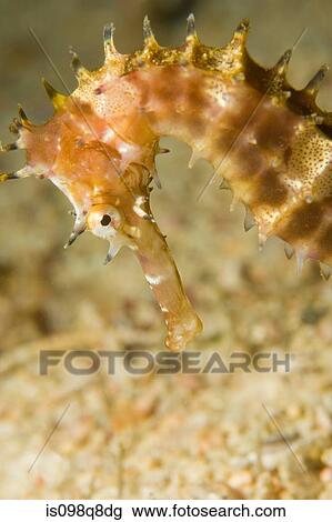 Thorny seahorse View Large Photo Image Stock Image - Thorny seahorse. Fotosearch