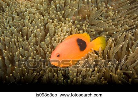 Tomato anemonefish View Large Photo Image Picture - Tomato anemonefish. Fotosearch