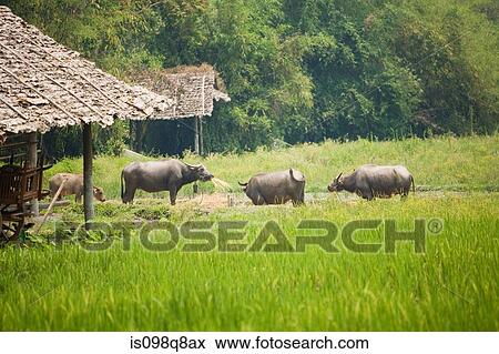 Tong luang village chiang mai View Large Photo Image Stock Photo - Tong luang village chiang mai. Fotosearch
