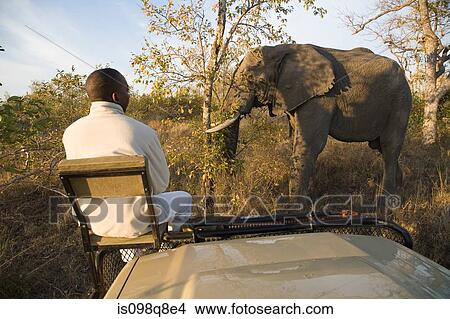 Tracker looking at african elephant View Large Photo Image Picture - Tracker looking at african elephant. Fotosearch