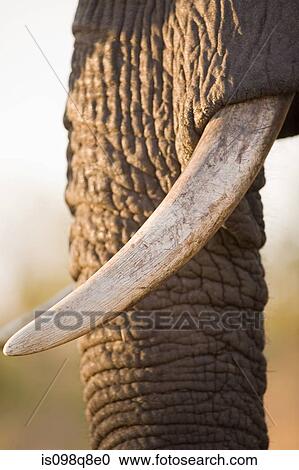 Trunk and tusks of african elephant View Large Photo Image Stock Image - Trunk and tusks of african elephant. Fotosearch