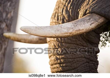 Trunk and tusks of african elephant View Large Photo Image Stock Image - Trunk and tusks of african elephant. Fotosearch