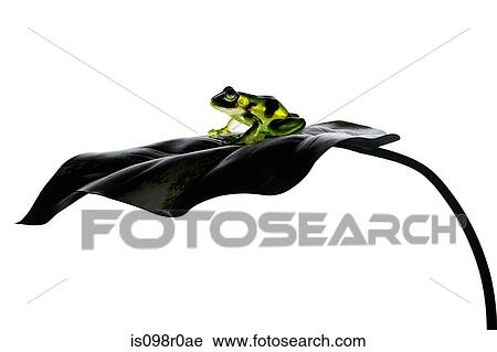 A frog on a leaf View Large Photo Image Stock Image - A frog on a leaf. Fotosearch