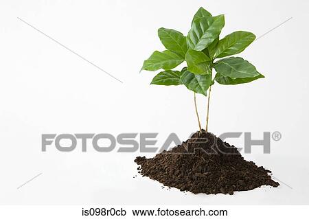 A growing plant View Large Photo Image Stock Image - A growing plant. Fotosearch