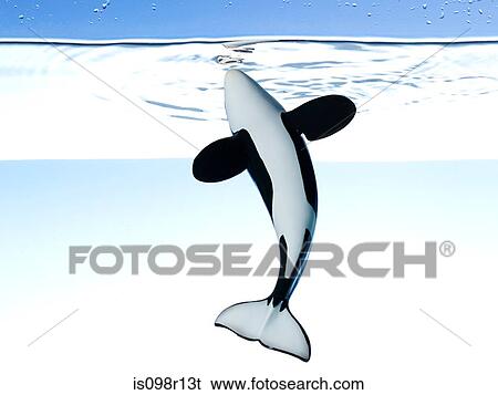 A toy killer whale View Large Photo Image Stock Photograph - A toy killer whale. Fotosearch